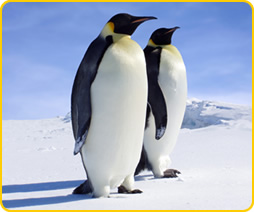 pingvinas